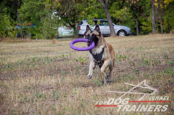 רתמה לכלבים עם ניטים מתכווננת מעור לטיולים אופנתיים עם הכלב ולאימונים - FOR DOG TRAINERS- ISRAEL