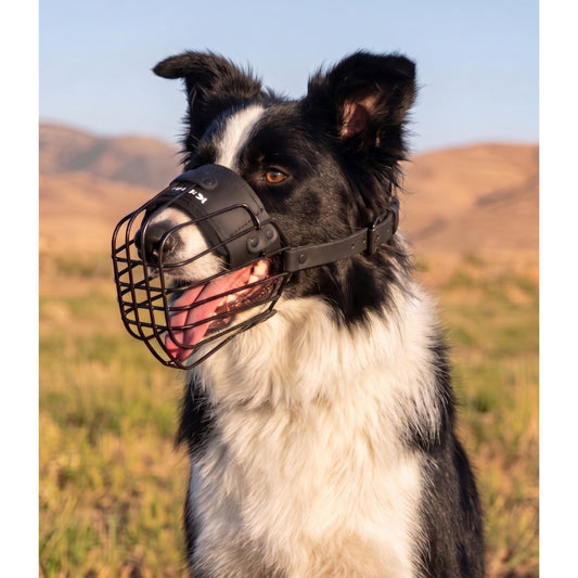 מחסום פה מינימליסטי וקל משקל לבורדר קולי