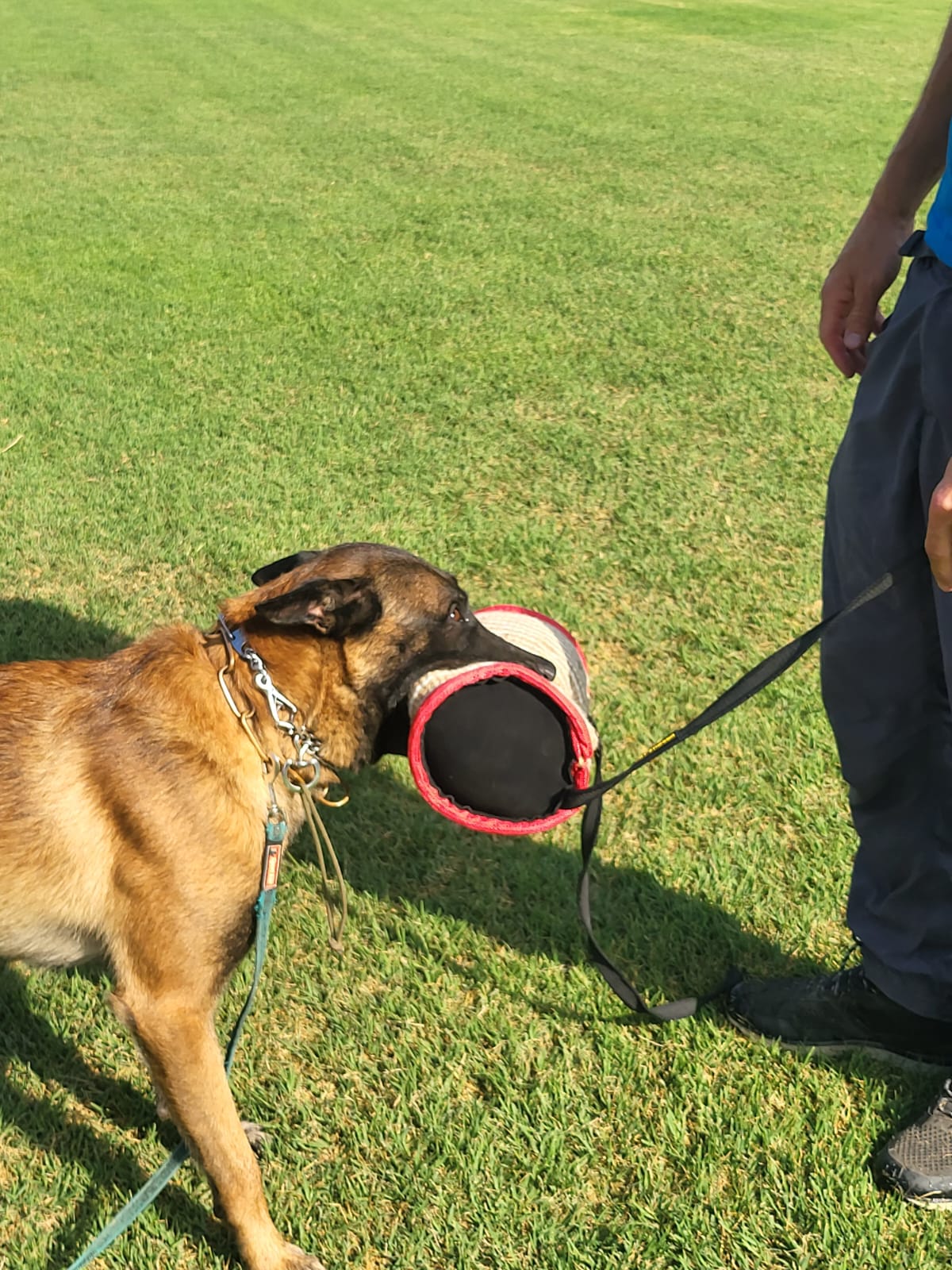 כרית נשיכה לכלבים מתבגרים ובוגרים- לחיזוק נשיכה - FOR DOG TRAINERS- ISRAEL