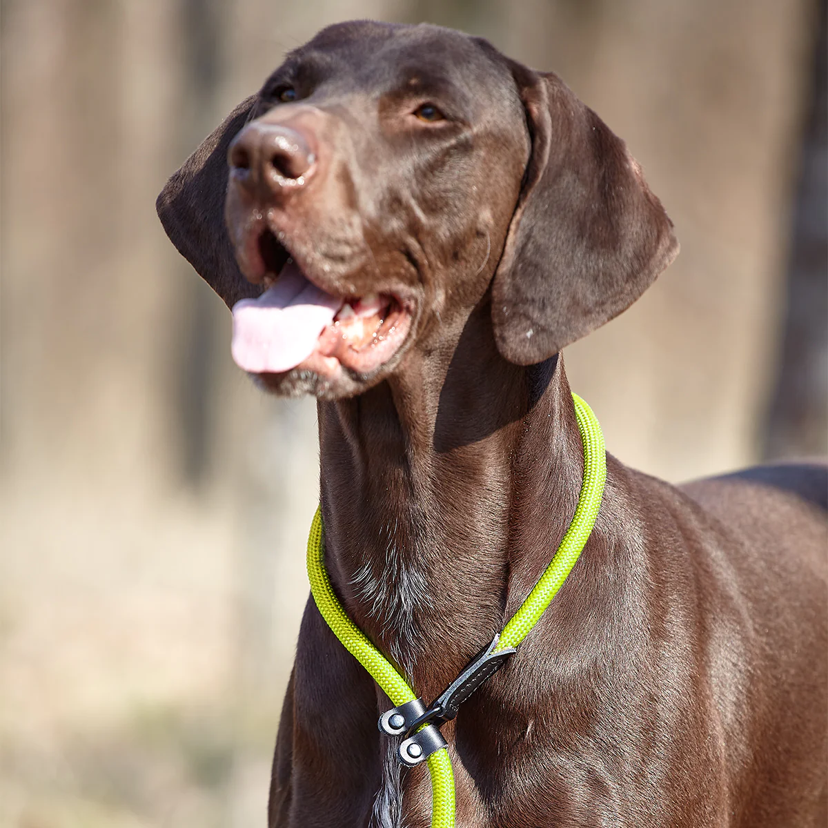 רצועת סליפ ליש- רצועת בד ניילון עם קולר חנק מובנה - FOR DOG TRAINERS- ISRAEL