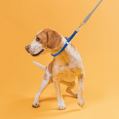 קולר חצי חנק לכלב - עשוי עור רך בגימור מעוגל - FOR DOG TRAINERS- ISRAEL