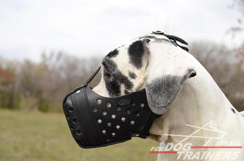 מחסום לכלב רב תכליתי העשוי מעור ומיועד לאימוני תקיפה - FOR DOG TRAINERS- ISRAEL