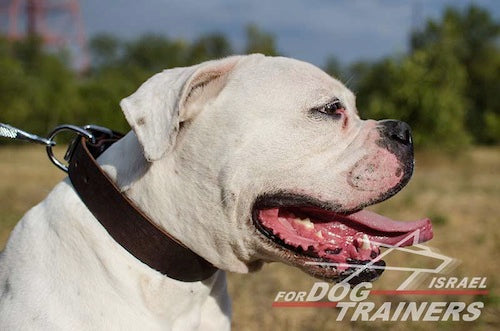 קולר לכלב מעור רך לשימוש יומיומי ברוחב 4 ס"מ - FOR DOG TRAINERS- ISRAEL