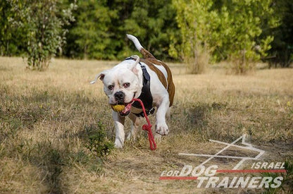 כדור אימון לכלבים על חבל עשוי גומי מוצק - גודל בינוני 6 ס"מ - FOR DOG TRAINERS- ISRAEL