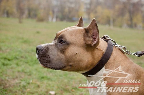 קולר לכלב מעור ברוחב 3 ס"מ - FOR DOG TRAINERS- ISRAEL