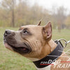 קולר עור לכלבים בינוניים וגדולים- 5 ס"מ רוחב - FOR DOG TRAINERS- ISRAEL