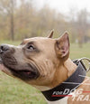 קולר עור לכלבים בינוניים וגדולים- 5 ס"מ רוחב - FOR DOG TRAINERS- ISRAEL
