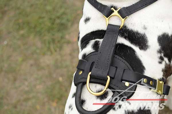 רתמה לכלב מעור אופנתית ומתכווננת עם אופציה לידית לאימון כלבים - FOR DOG TRAINERS- ISRAEL