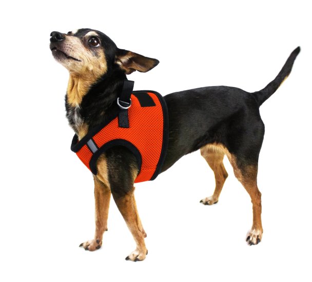 רתמת רשת לכלב דגם בוסטון- דוגליין - FOR DOG TRAINERS- ISRAEL