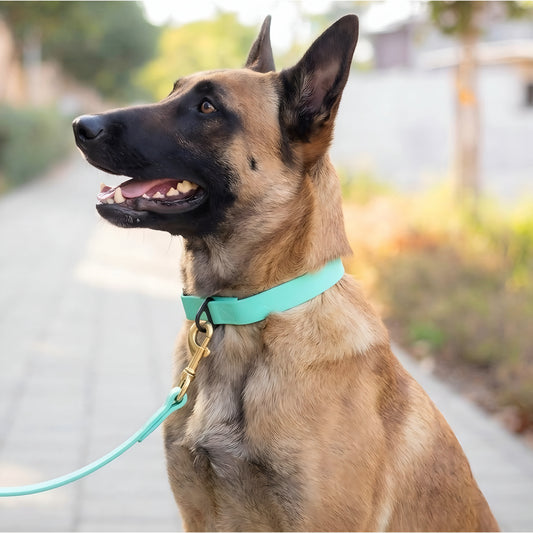 קולר ביאוטן לרועה בלגי- לשימוש יומיומי במגוון צבעים