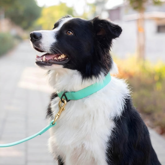קולר ביאוטן לבורדר קולי- לשימוש יומיומי במגוון צבעים
