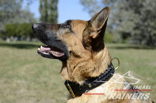 קולר עור רחב במיוחד לכלבים בינוניים-גדולים - FOR DOG TRAINERS- ISRAEL