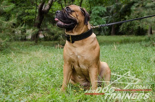 קולר לכלב מעור - דו שכבתי - לעבודות גישוש - FOR DOG TRAINERS- ISRAEL