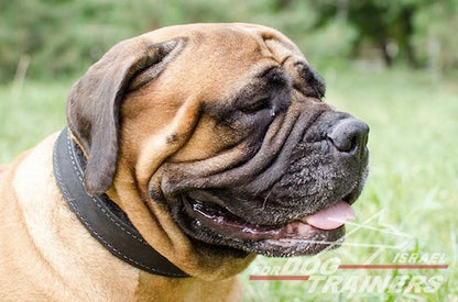 קולר לכלב מרופד מעור- רוחב 4.5 ס"מ - FOR DOG TRAINERS- ISRAEL