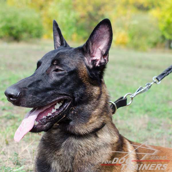 קולר חנק מעור - דו שכבתי - FOR DOG TRAINERS- ISRAEL