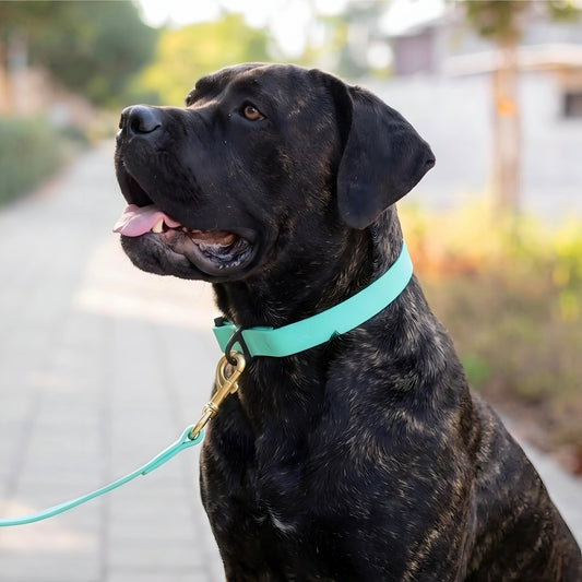 קולר ביאוטן לקאנה קורסו- לשימוש יומיומי במגוון צבעים