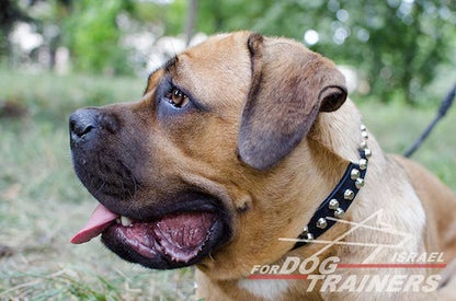 קולר לכלבים מעור עם קישוטי פרמידות - FOR DOG TRAINERS- ISRAEL