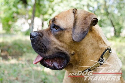 קולר לכלב מדהים מסגנון מלחמתי-אצילי - FOR DOG TRAINERS- ISRAEL