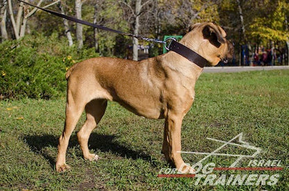 קולר עור לכלבים בינוניים וגדולים- 5 ס"מ רוחב - FOR DOG TRAINERS- ISRAEL