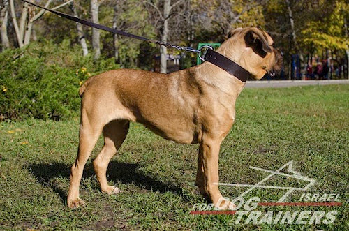 קולר עור לכלבים בינוניים וגדולים- 5 ס"מ רוחב - FOR DOG TRAINERS- ISRAEL