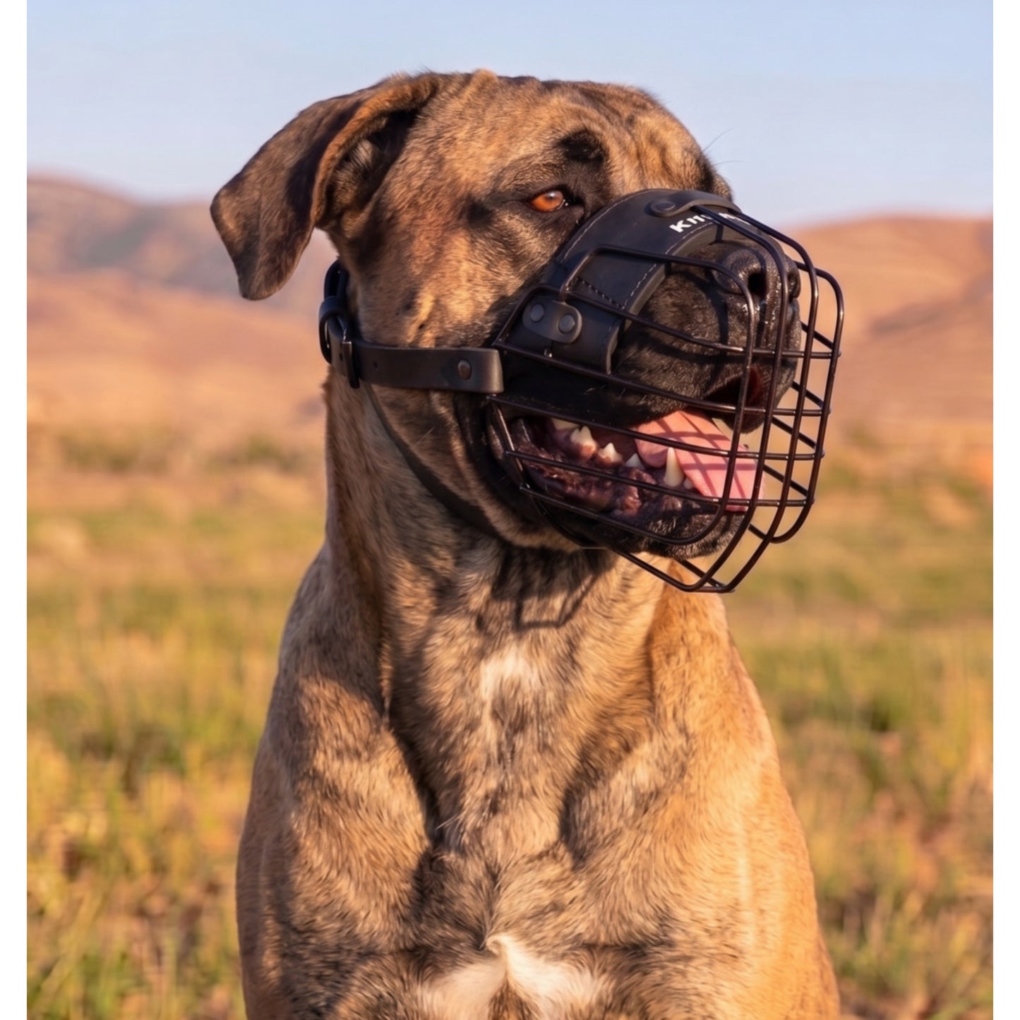 מחסום מינימליסטי קל משקל לקאנה קורסו - FOR DOG TRAINERS ישראל