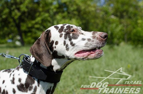 קולר לכלב מרופד מעור- רוחב 4.5 ס"מ - FOR DOG TRAINERS- ISRAEL