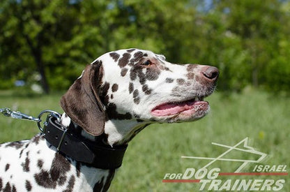 קולר לכלב מרופד מעור- רוחב 4.5 ס"מ - FOR DOG TRAINERS- ISRAEL