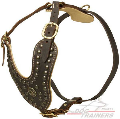 רתמת עור לכלב מעוצבת ומרופדת | לטיולים ולאימונים - FOR DOG TRAINERS- ISRAEL