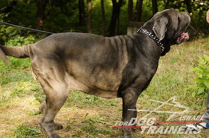 קולר לכלבים מעור עם קישוטי פרמידות - FOR DOG TRAINERS- ISRAEL