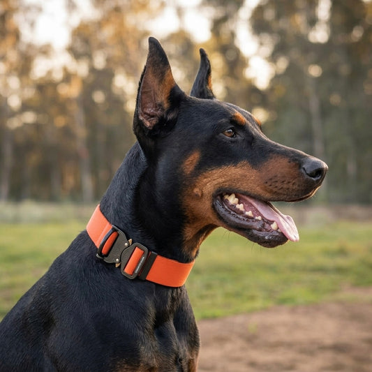 קולר ביאוטן רחב לדוברמן – נוחות ללא פשרות