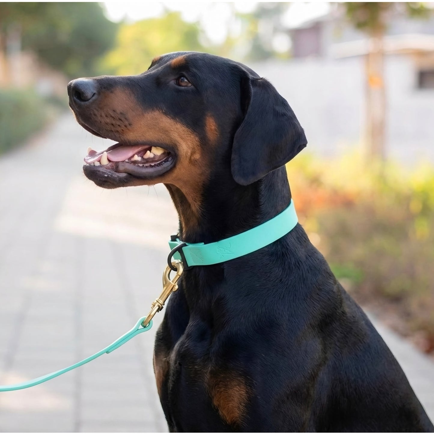 קולר ביאוטן לדוברמן יומיומי במגוון צבעים - FOR DOG TRAINERS ישראל