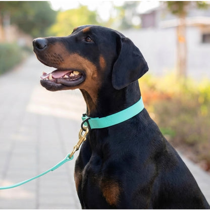 קולר ביאוטן לדוברמן יומיומי במגוון צבעים - FOR DOG TRAINERS ישראל