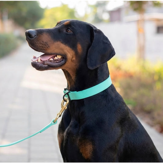קולר ביאוטן לדוברמן- לשימוש יומיומי במגוון צבעים