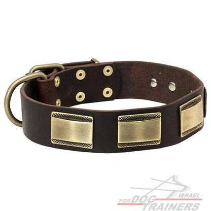 עיצוב חדש! קולר לכלב מעור עם קישוט צלחות אופנתיות - FOR DOG TRAINERS- ISRAEL
