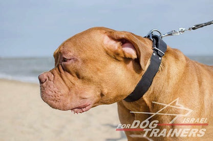 קולר לכלב מעור רך לשימוש יומיומי ברוחב 4 ס"מ - FOR DOG TRAINERS- ISRAEL