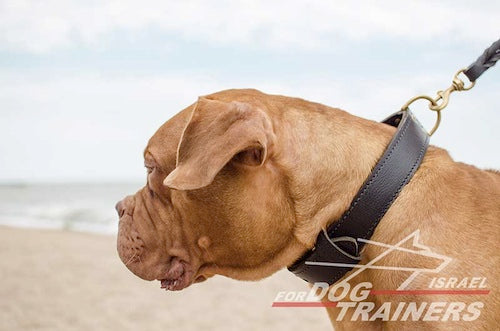 קולר לכלב מעור - דו שכבתי - לעבודות גישוש - FOR DOG TRAINERS- ISRAEL
