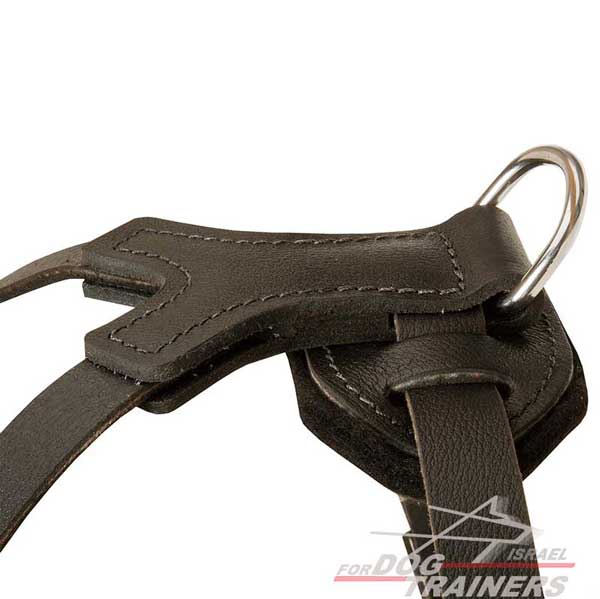 רתמת עור לכלב מתכווננת עם ניטים | לטיולים ולאימונים - FOR DOG TRAINERS- ISRAEL
