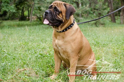 קולר לכלב מעור עם קישוט קוצני - FOR DOG TRAINERS- ISRAEL