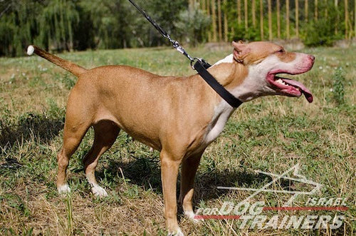 קולר לכלב מעור (2.5 ס"מ רוחב) - FOR DOG TRAINERS- ISRAEL