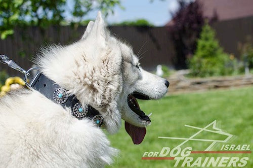 קולר לכלב מעור - בעיצוב אופנתי בלעדי - FOR DOG TRAINERS- ISRAEL