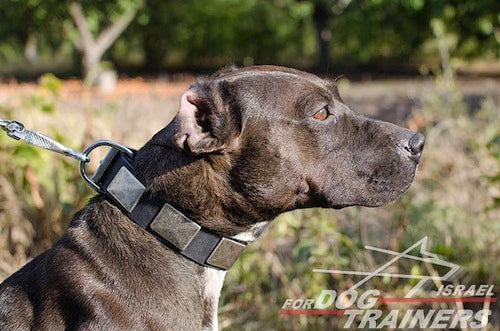 קולר לכלב מעור - מסוגנן כמו בסרטים - FOR DOG TRAINERS- ISRAEL