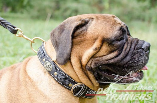 קולר לכלב מעור בסגנון מלכותי אקסקלוסיבי - FOR DOG TRAINERS- ISRAEL