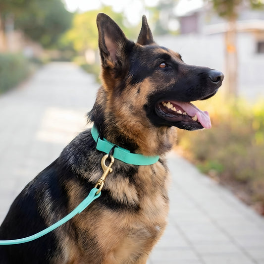 קולר ביאוטן לרועה גרמני- לשימוש יומיומי במגוון צבעים