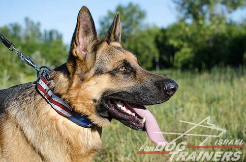 קולר לכלב מעור בצביעה ידנית - גאווה אמריקאית - FOR DOG TRAINERS- ISRAEL