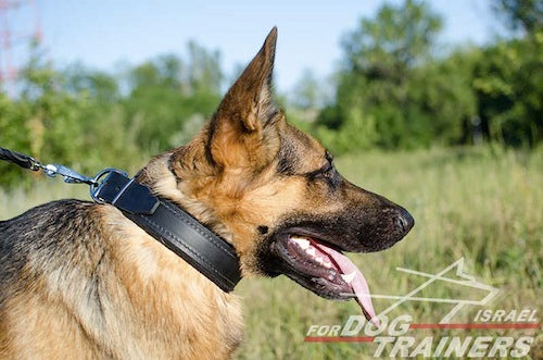 קולר לכלב מרופד מעור- רוחב 4.5 ס"מ - FOR DOG TRAINERS- ISRAEL