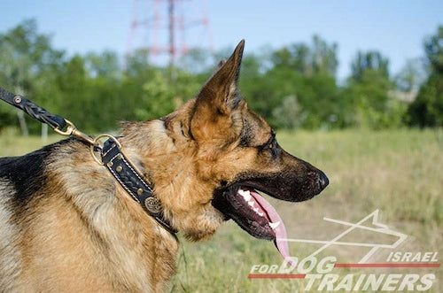 קולר לכלב מעור בסגנון מלכותי אקסקלוסיבי - FOR DOG TRAINERS- ISRAEL