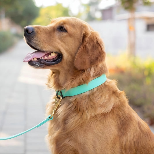 קולר ביאוטן לגולדן רטריבר- לשימוש יומיומי במגוון צבעים