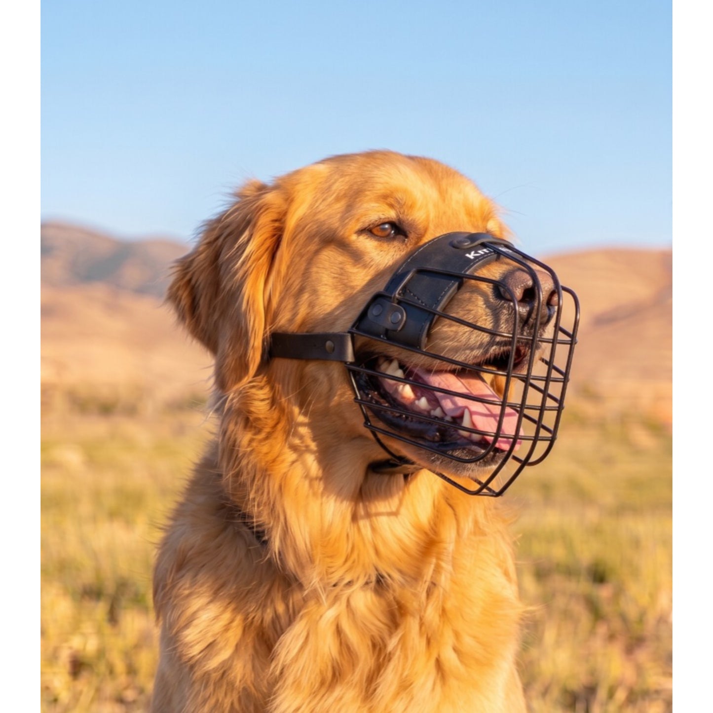 מחסום מינימליסטי קל משקל לגולדן רטריבר - FOR DOG TRAINERS ישראל