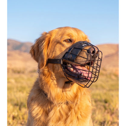 מחסום מינימליסטי קל משקל לגולדן רטריבר - FOR DOG TRAINERS ישראל