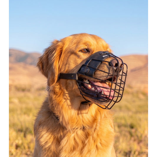 מחסום פה מינימליסטי וקל משקל לגולדן רטריבר
